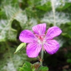 Geranium wlassovianum (Iglica)