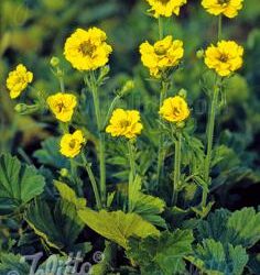 Geum chiloense «Lady Stratheden»  (Blaženak)