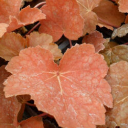 Heuchera americana (Koraljni zvončić)