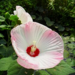 Hibiscus moscheutos 'Disco Belle White' (Močvarni sljez)
