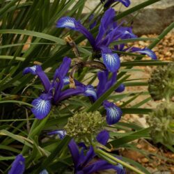 Iris ruthenica  (Perunika)