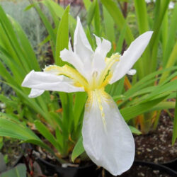 Iris tectorum «Alba»  (Perunika)