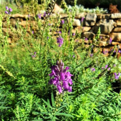 Linaria purpurea (Lanilist)