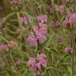 Phlomis italica (Jeruzalemska kadulja)