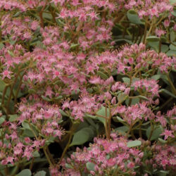 Sedum cauticola «Lidakense» (Žednjak)