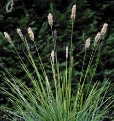 Sesleria argentea (Šašika)