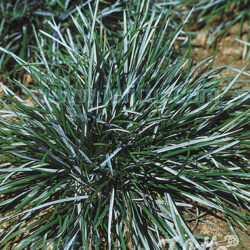 Sesleria caerulea (Šašika)
