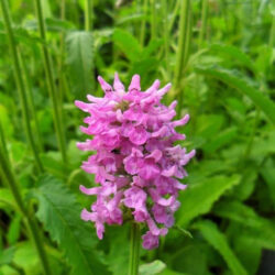 Stachys monieri «Hummelo» (Čistac)