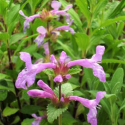 Stachys macrantha (syn S. grandiflora, Betonica grandiflora)  (Čistac)