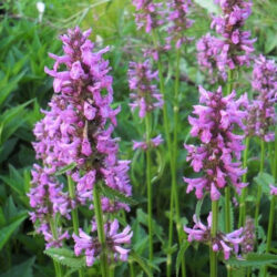 Stachys officinalis (syn. Betonica officinalis.) (Čistac)