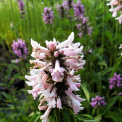 Stachys officinalis «Kalici’s Rose Queen» (Čistac)