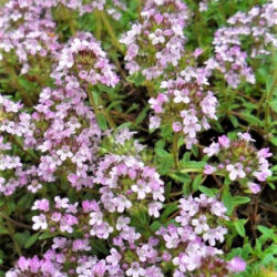 Thymus serphyllum «Magic carpet» (Timijan)