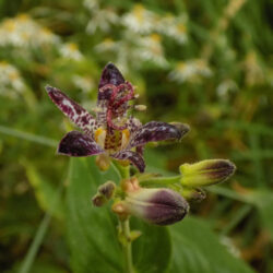 Tricyrtis hirta «Shikin»