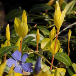 Vinca minor «Kalici’s Golden carpet» (Mali zimzelen)