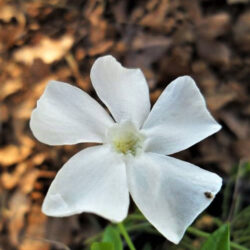 Vinca minor «Gertrude Jekyll» (Mali zimzelen)