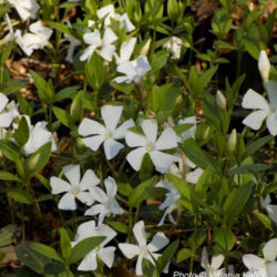 Vinca minor «Alba» (Mali zimzelen)