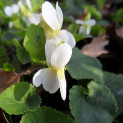 Viola alba (Ljubica)