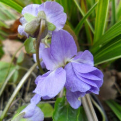 Viola odorata «Doppia di Udine» (Ljubica)
