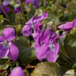 Viola palustris (Močvarna Ljubica)