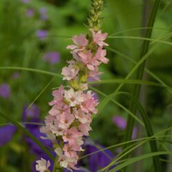 Lythrum salicaria «Blush» (Vrbica)