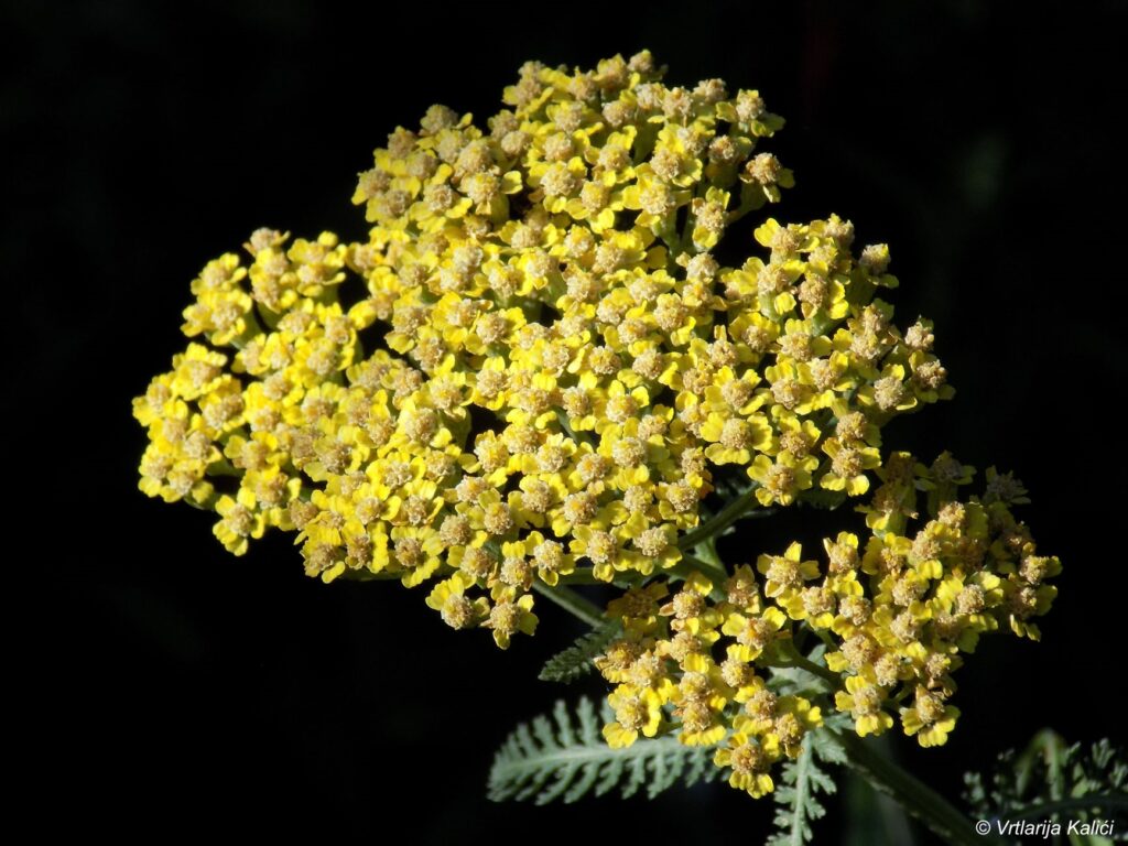 Achillea millefolium «Terracotta» (Stolisnik) – Vrtlarija Kalići – OPG ...
