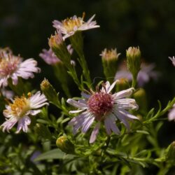 Aster laterifolius «Coombe fishacre» (Zvjezdan)
