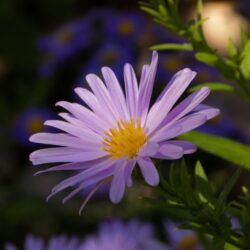 Aster dumosus «Herbstgrus vom Bresserhof» (Jastučasti zvjezdan)