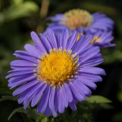 Aster dumosus «Schone von Dietlikon»  (Jastučasti zvjezdan)