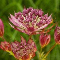 Astrantia major «Claret»  (Lisjak)