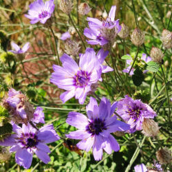 Catananche caerulea
