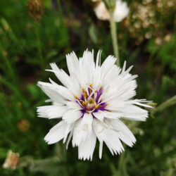 Catananche caerulea «Bicolor»