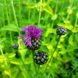 Centaurea scabiosa (Zečina)