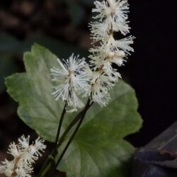 Cimicifuga japonica var acerina «Cheyu-do»  (Habulica)