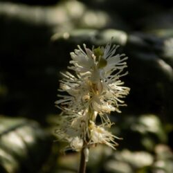 Cimicifuga japonica var. acerina (Habulica)