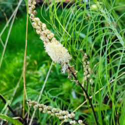Cimicifuga racemosa var. cordifolia (Habulica)