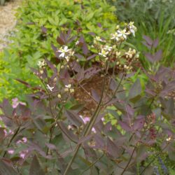 Clematis recta purpurea (Klematis)