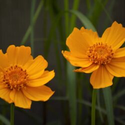 Coreopsis auriculata nana «Elfin gold» (Djevojačko oko)