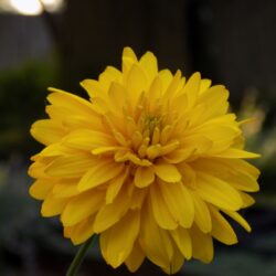 Coreopsis grandiflora «Sunray» (Djevojačko oko)