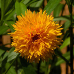 Coreopsis grandiflora «Sunray Top»  (Djevojačko oko)