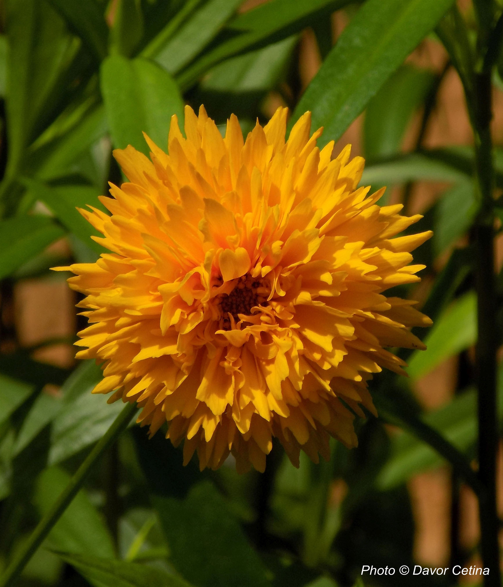 Coreopsis grandiflora «Sunray Top» (Djevojačko oko)