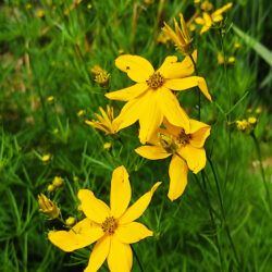 Coreopsis verticillata «Grandiflora» (Djevojačko oko)