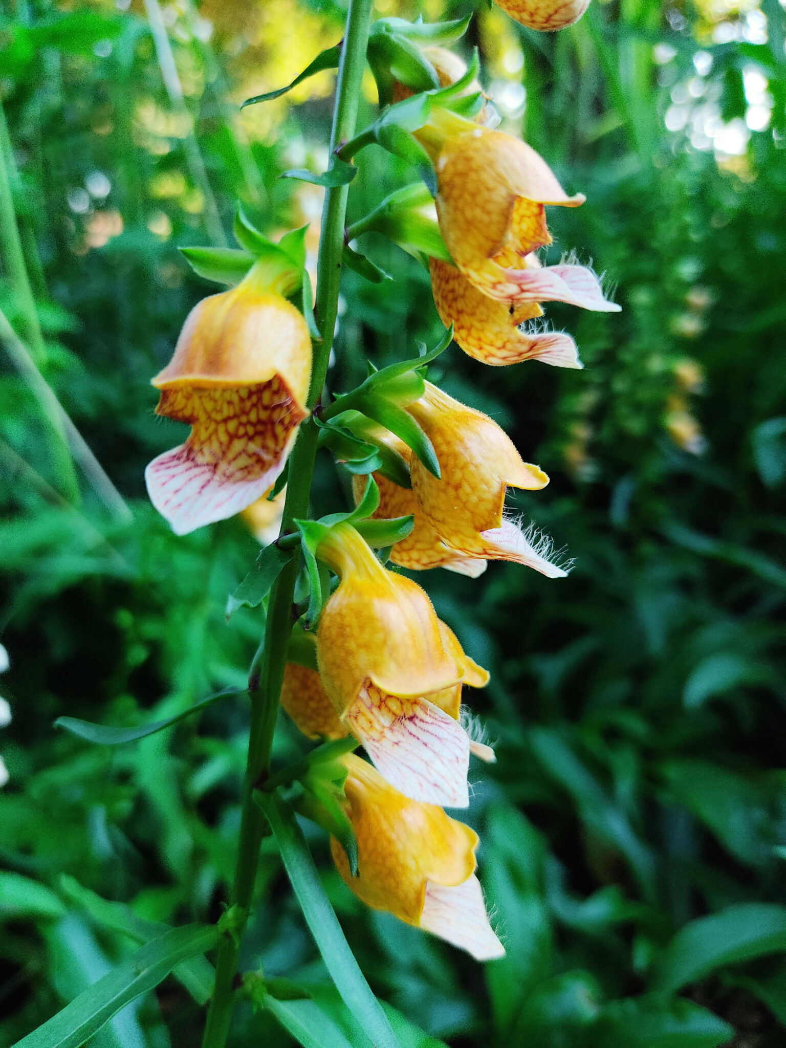 Digitalis ferruginea (Naprstak) Vrtlarija Kalići Katalog