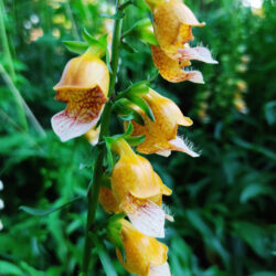 Digitalis ferruginea (Naprstak)