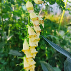 Digitalis lutea  (Naprstak)