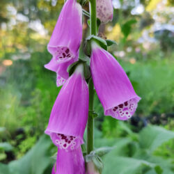 Digitalis purpurea (Naprstak)