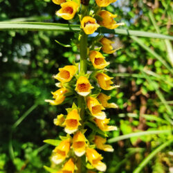 Digitalis stewartii (Naprstak)