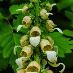 Digitalis troiana (Naprstak)
