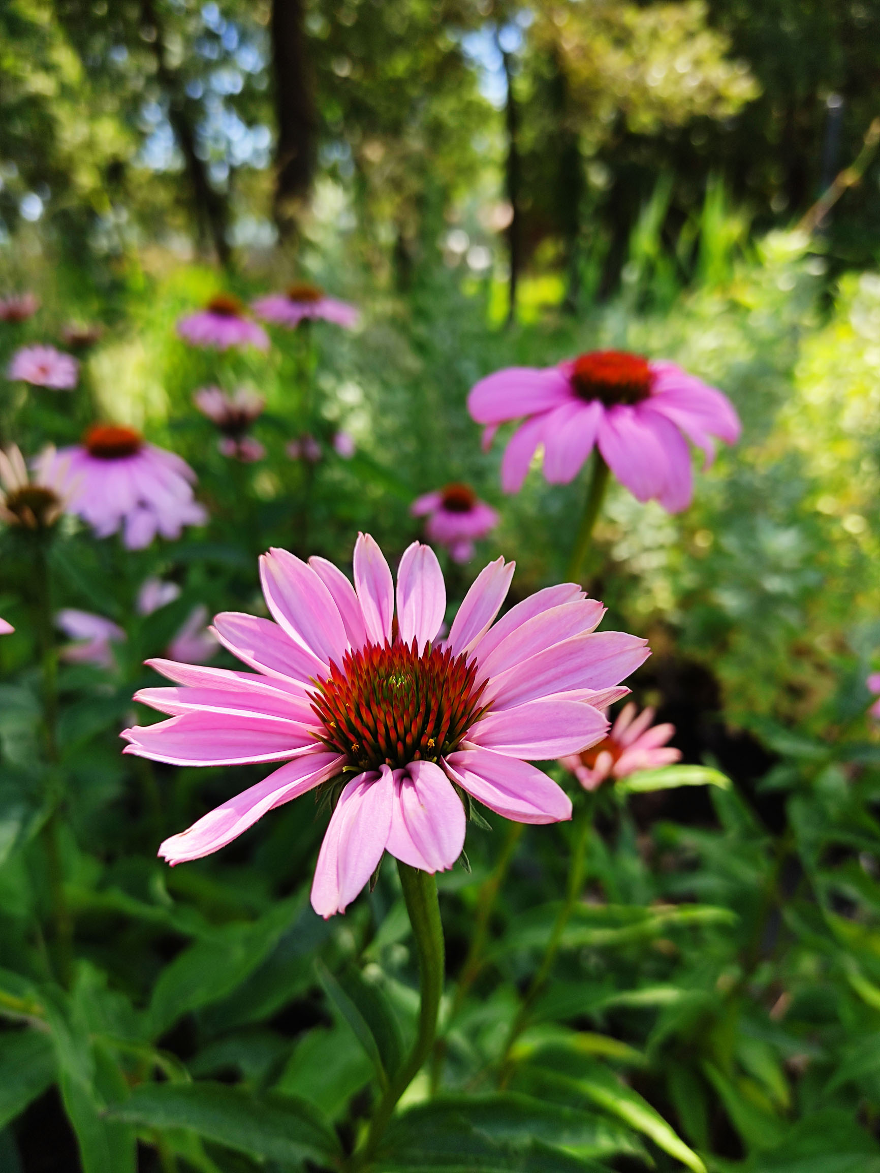 Echinacea purpurea «Pink parasol» (Pupavica)