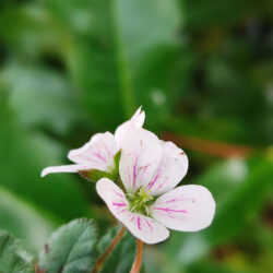 Erodium x variabile «Bischop’s white» (Čapljan)