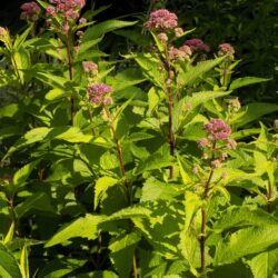 Eupatorium maculatum «Red dwarf» (Konopljuša)